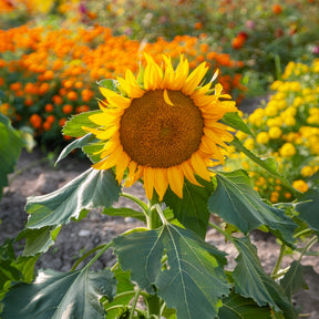 Helianthus annuus Sunspot - Tournesol à fleur simple naine Sunspot - Tournesol - Helianthus