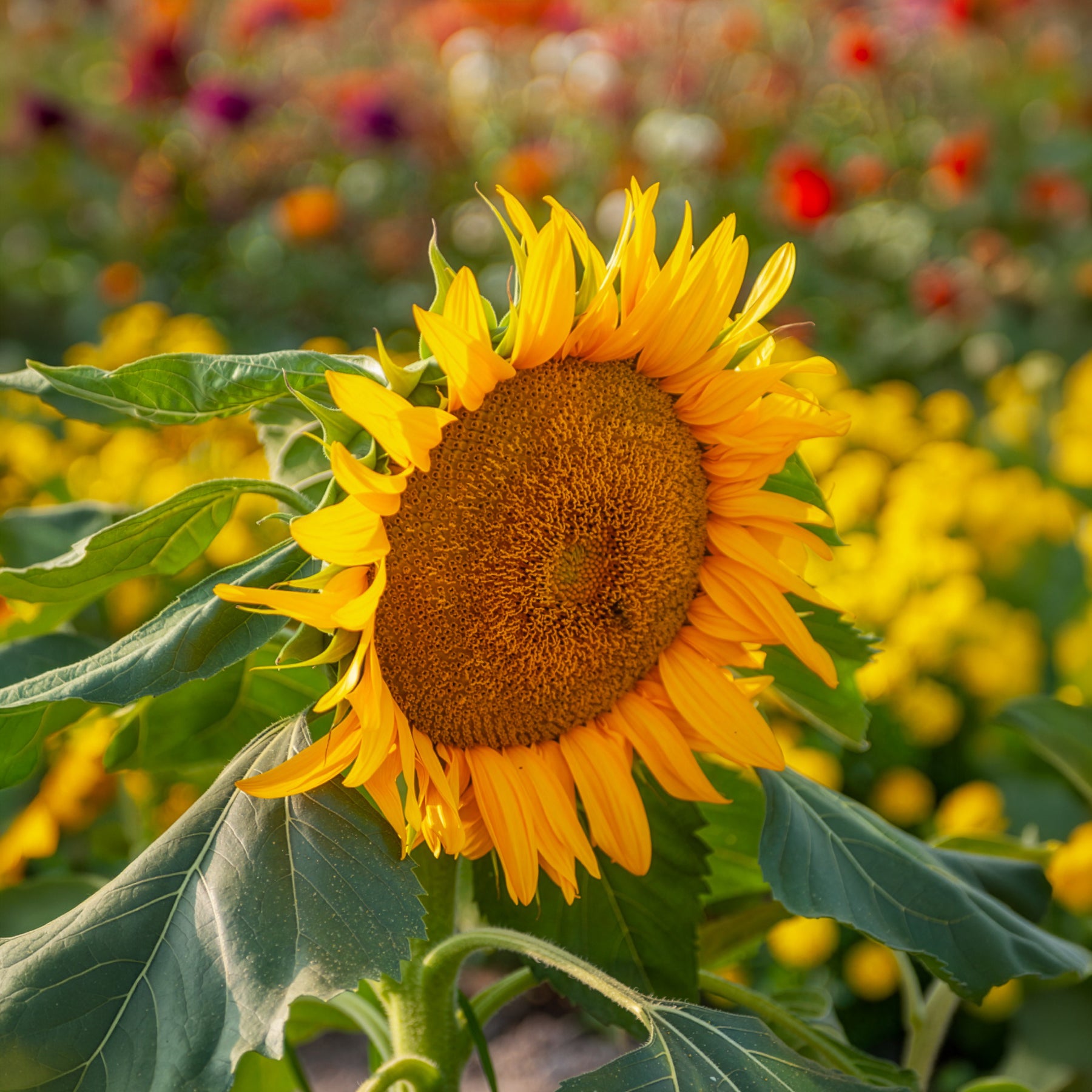 Tournesol - Helianthus - Tournesol à fleur simple naine Sunspot - Helianthus annuus Sunspot