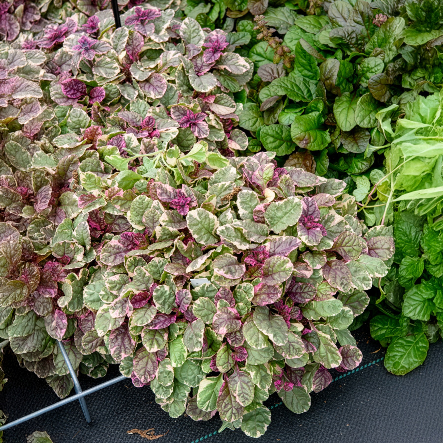 Ajuga reptans Burgundy Glow - Bugle rampante Burgundy Glow - Bugle