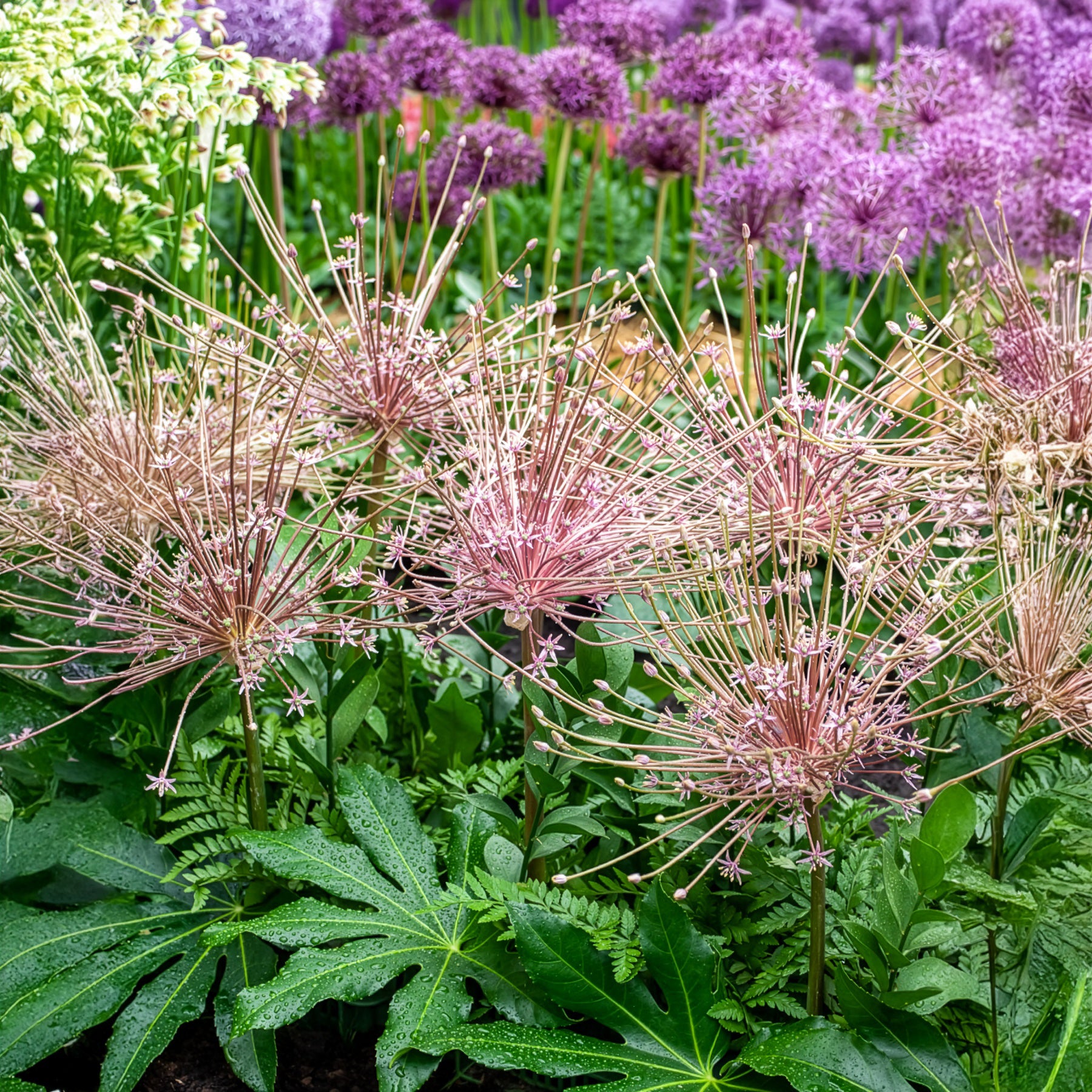 Vente 5 Alliums Schubertii - Allium schubertii
