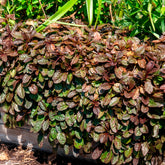 Bugle rampante Atropurpurea - Willemse