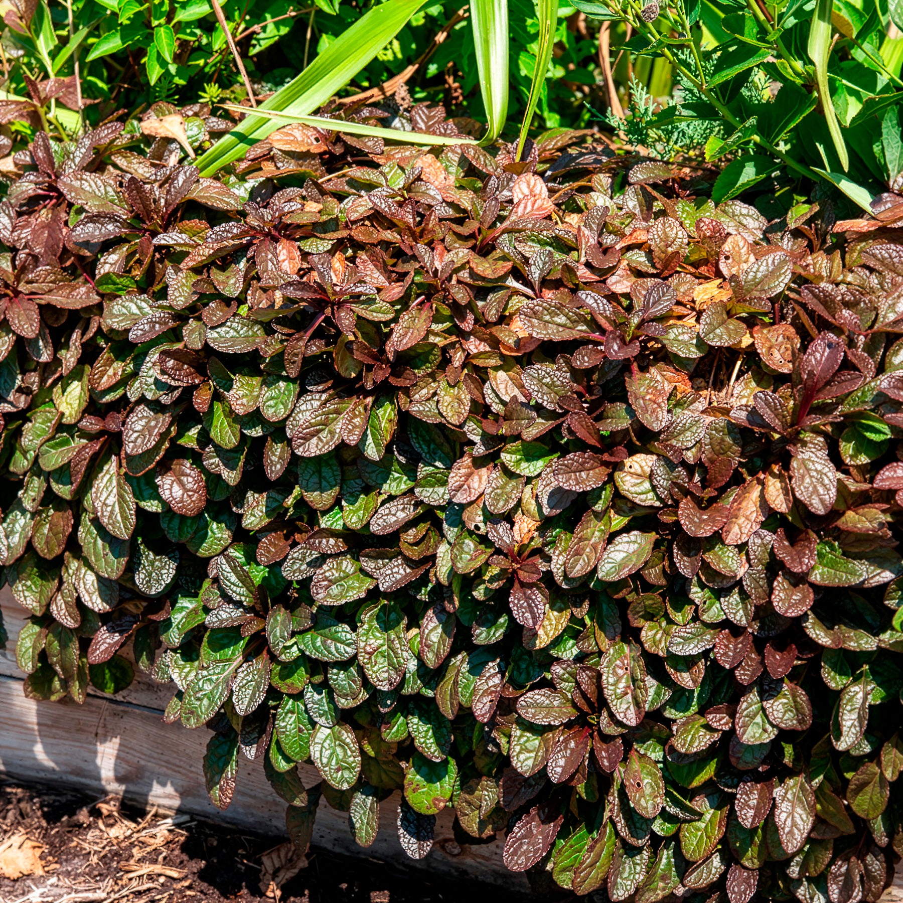 Bugle rampante Atropurpurea - Willemse