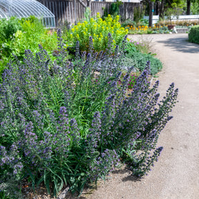 Echium vulgare - Vipérine commune