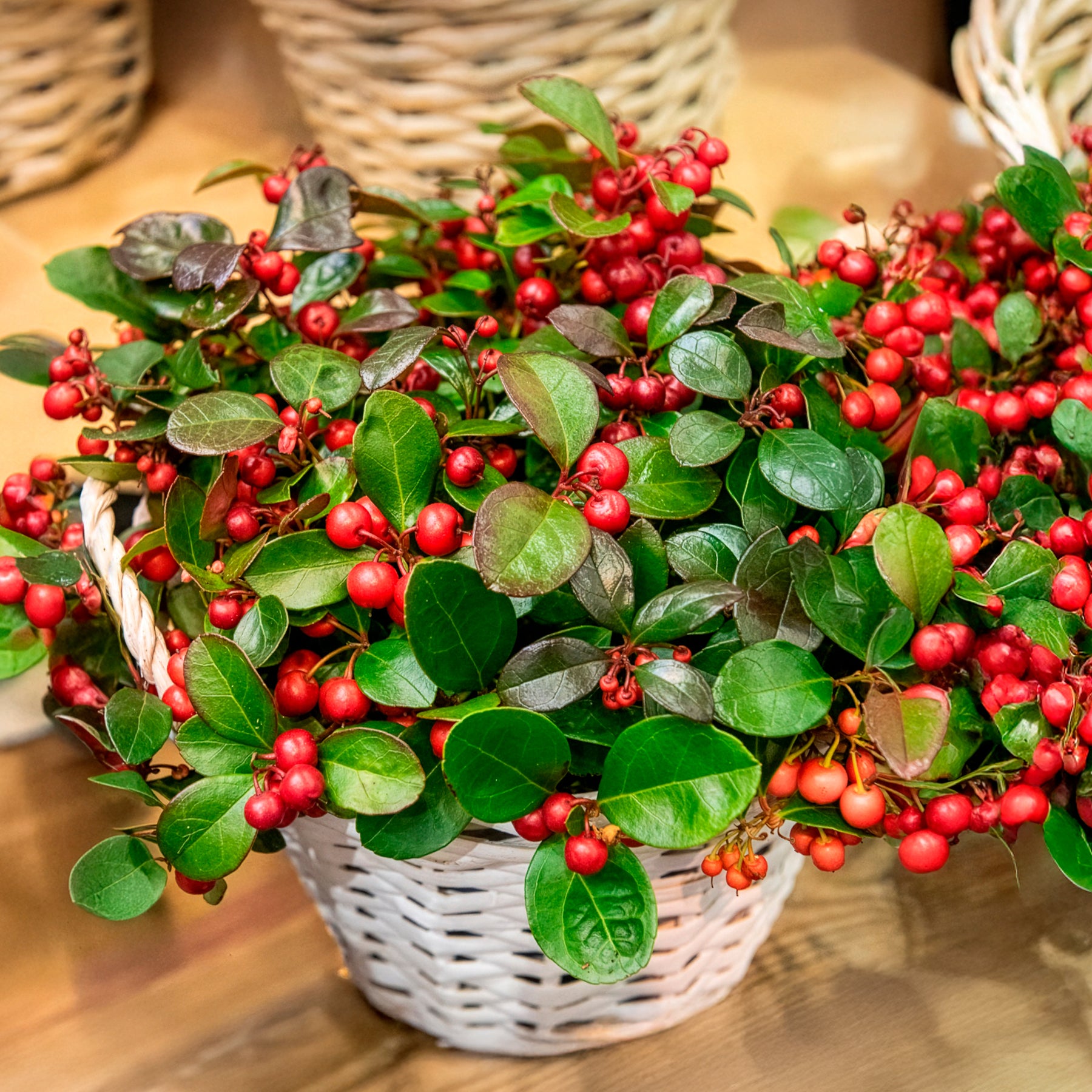 Arbustes à feuillage persistant - Gaultheria procumbens Big Berry - Gaultheria procumbens Big Berry
