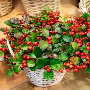 Arbustes à feuillage persistant - Gaultheria procumbens Big Berry - Gaultheria procumbens Big Berry