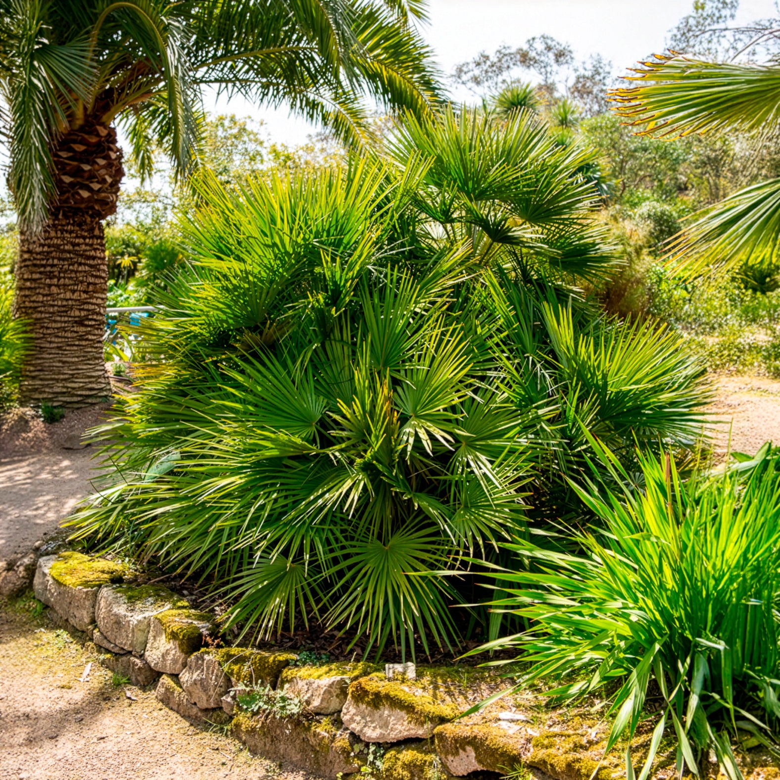 Palmier - Palmier nain de Méditerranée - Chamaerops humilis