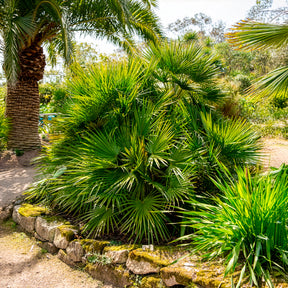 Palmier - Palmier nain de Méditerranée - Chamaerops humilis