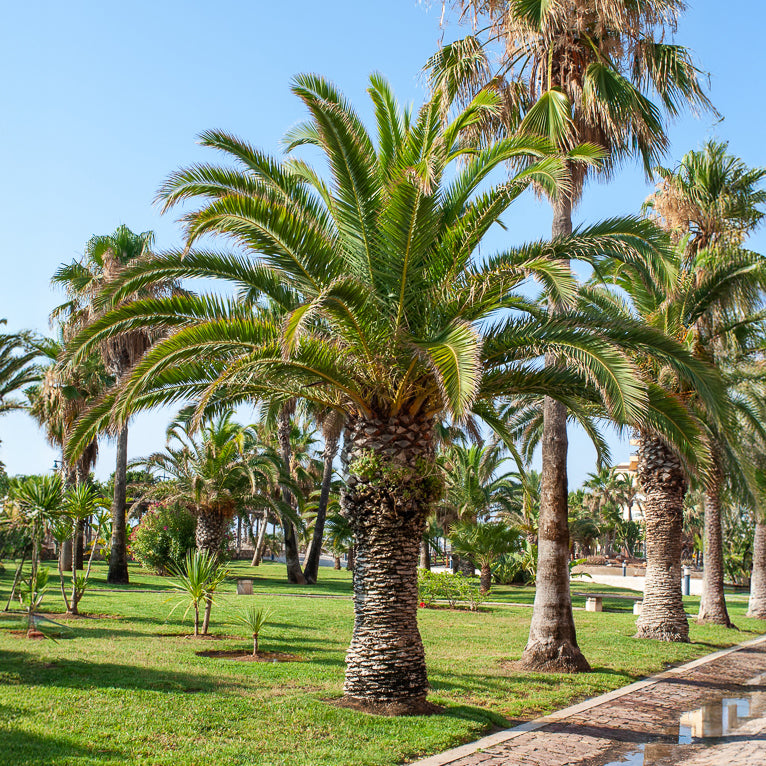 Palmier des Canaries - Willemse