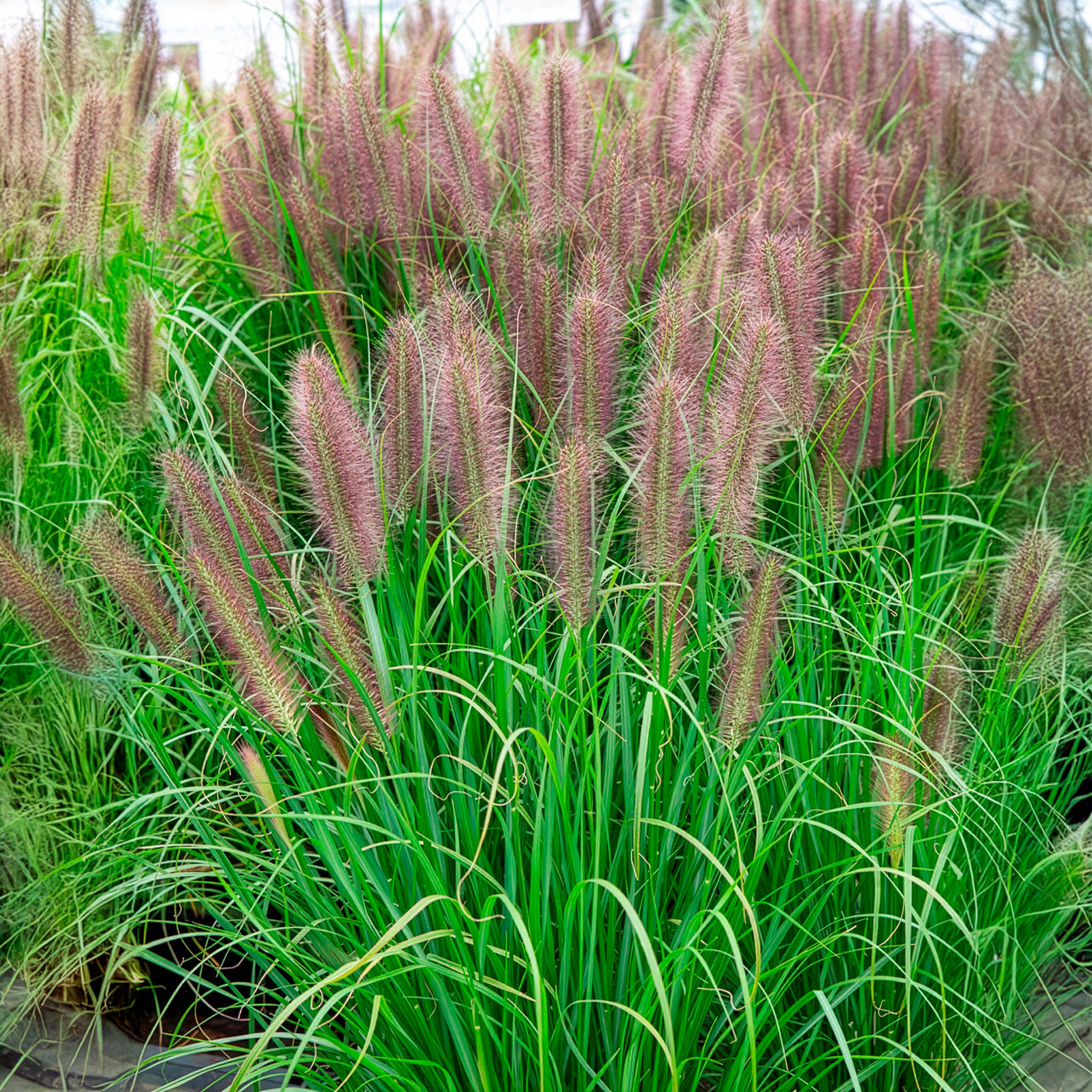 Pennisetum alopecuroides red head - Herbe aux écouvillons Red head - Pennisetum - Pennisetum