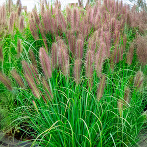 Pennisetum alopecuroides red head - Herbe aux écouvillons Red head - Pennisetum - Pennisetum