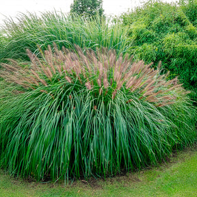 Pennisetum - Herbe aux écouvillons Red head - Pennisetum - Pennisetum alopecuroides red head