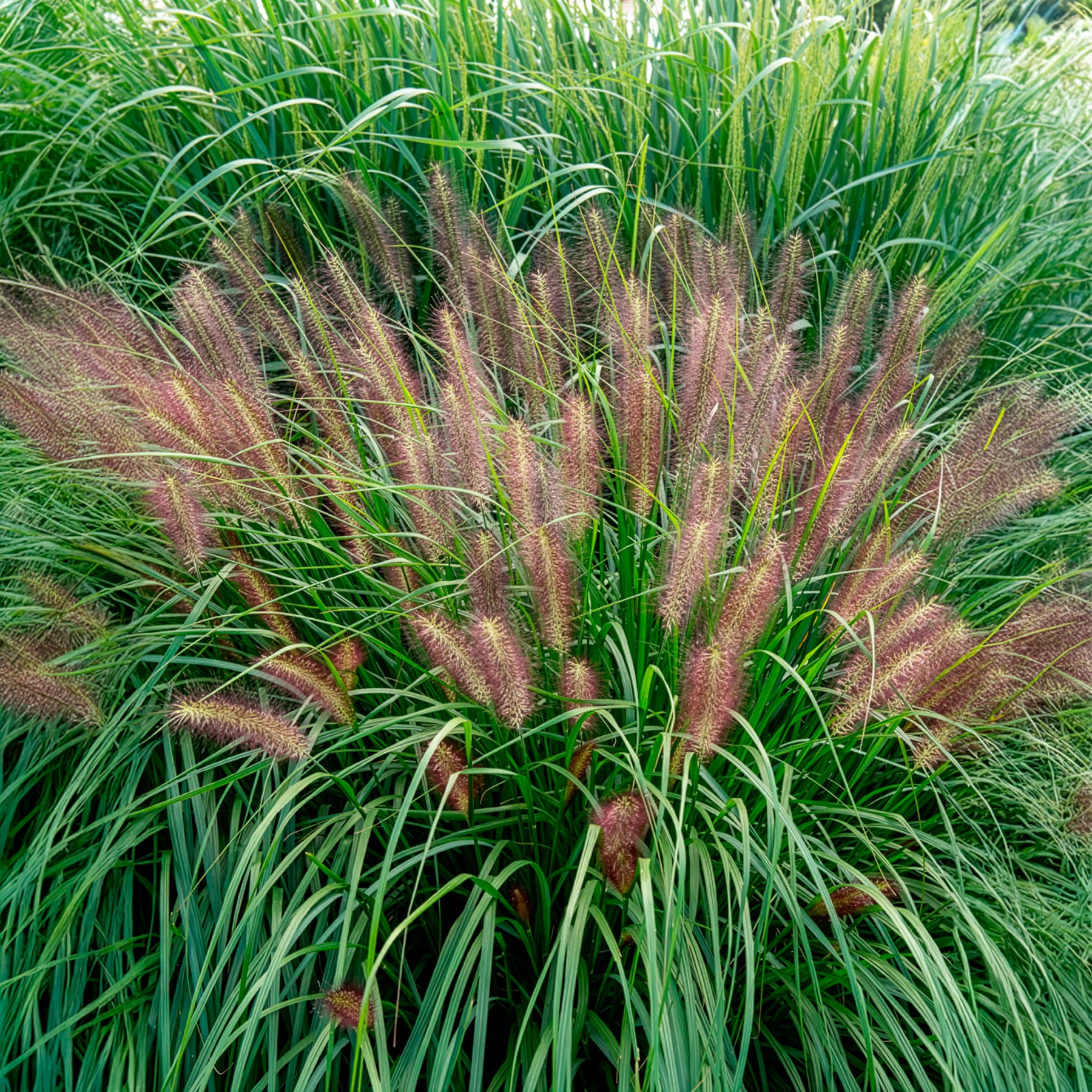 Vente Herbe aux écouvillons Red head - Pennisetum - Pennisetum alopecuroides red head