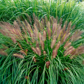 Vente Herbe aux écouvillons Red head - Pennisetum - Pennisetum alopecuroides red head