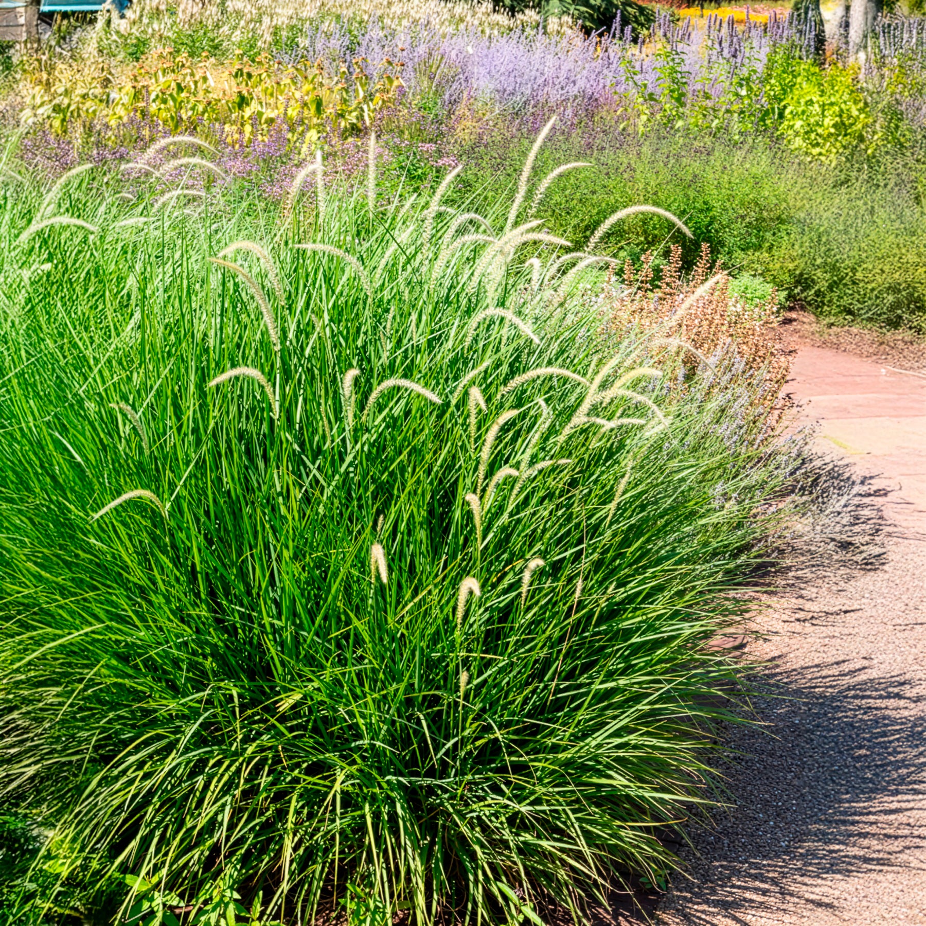 Pennisetum orientale Fairy Tails - Herbe aux écouvillons d'Orient Fairy Tails - Pennisetum - Pennisetum