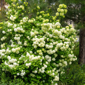 Vente Viorne Boule de neige - Viburnum opulus Roseum