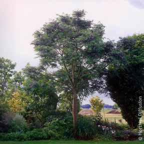 Lilas de Perse - Margousier - Arbres à fleurs - Willemse