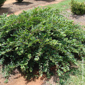 Distylium Vintage Jade - Distylium Fe Vintage Jade - Willemse