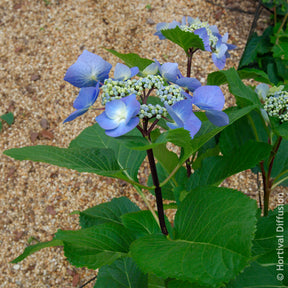 Hydrangea Zorro - Hortensia Zorro Bleu - Hortensias