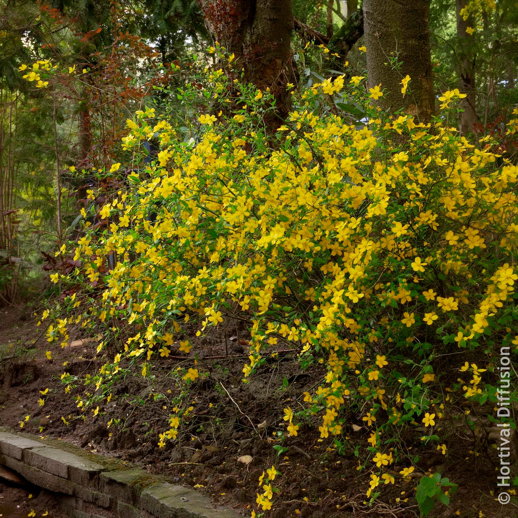 Vente Corête du Japon Golden Guinea - Arbustes à fleurs