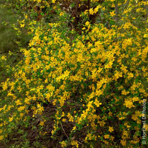 Vente Arbustes à fleurs - Corête du Japon Golden Guinea