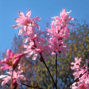 Vente Magnolia loebneri Leonard Messel - Magnolia Leonard Messel