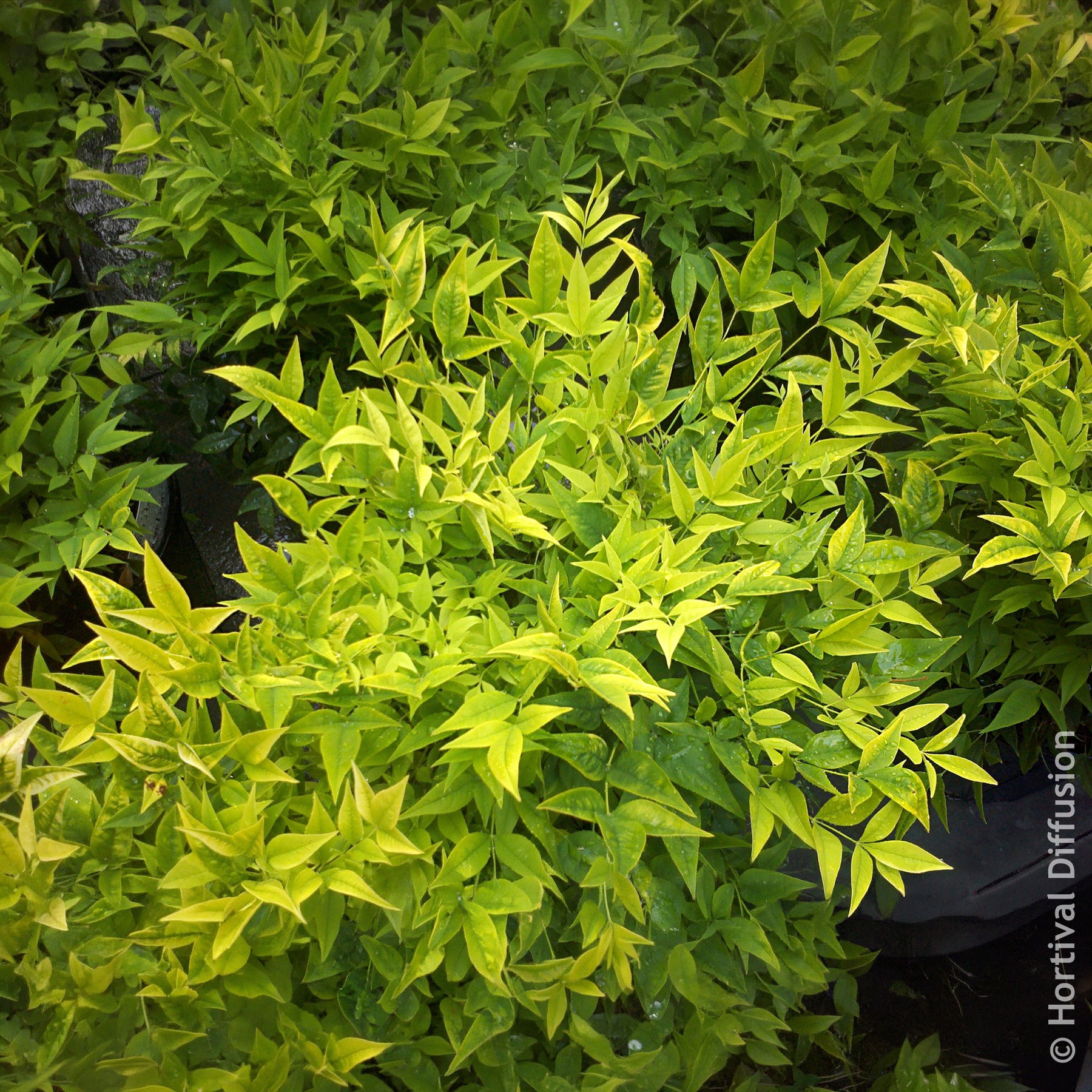 Vente Bambou sacré Magical Lemon Lime
