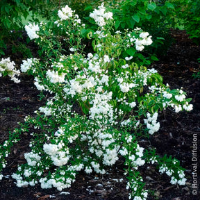 Seringats - Seringat Snowbelle - Philadelphus Snowbelle