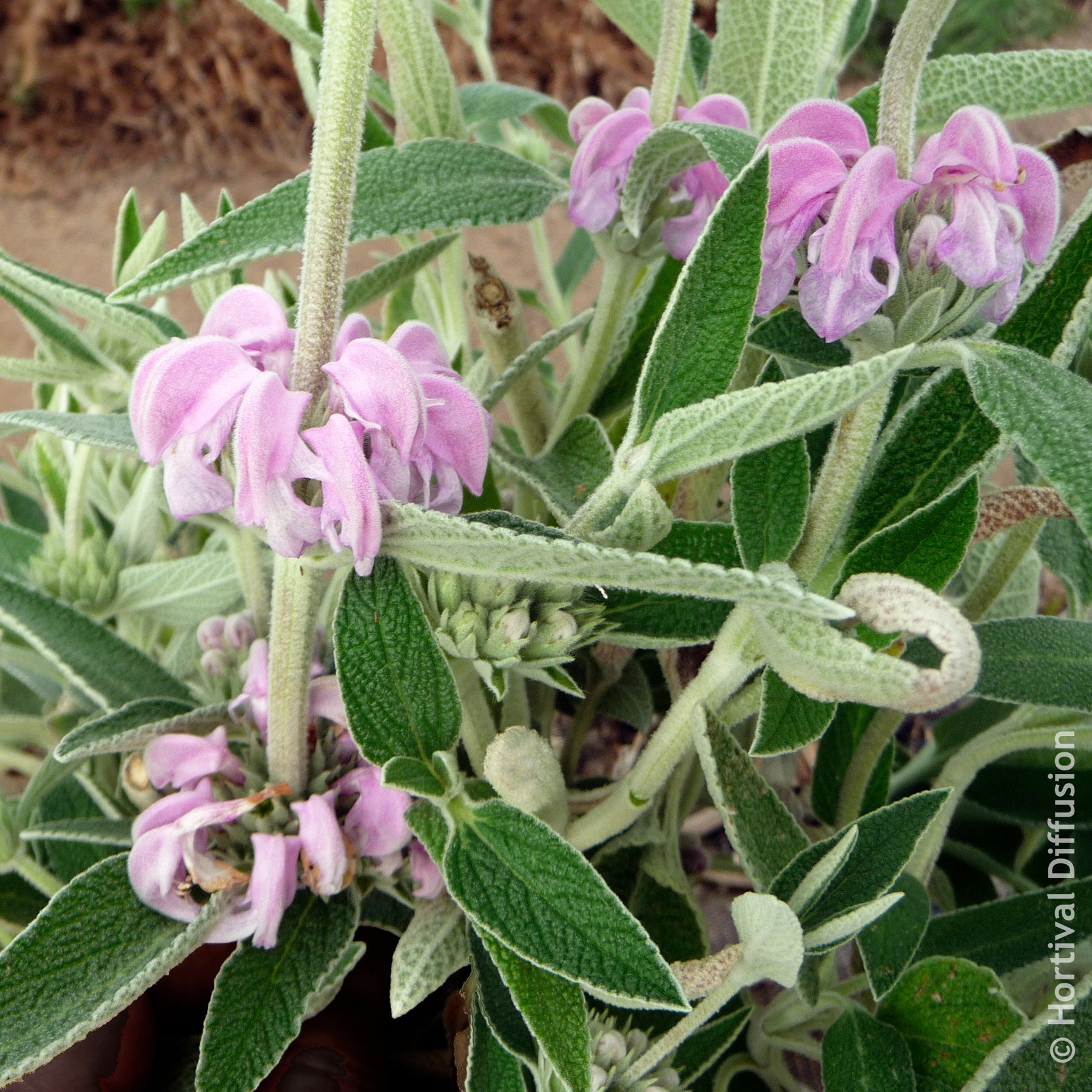 Arbustes à fleurs - Sauge de Jérusalem pourpre - Phlomis purpurea