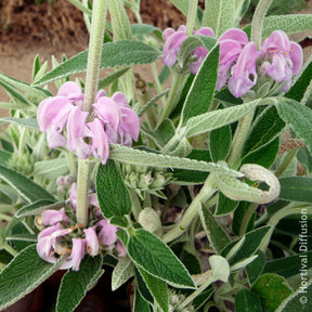 Arbustes à fleurs - Sauge de Jérusalem pourpre - Phlomis purpurea