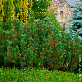 Pin - Pin de montagne nain Pumilio - Pinus mugo Pumilio