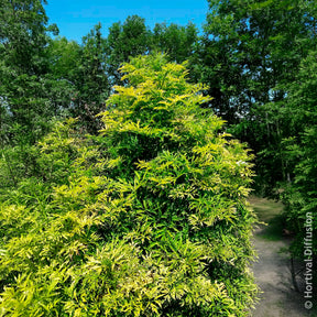 Sureau - Sureau noir Golden Tower - Sambucus nigra Golden Tower