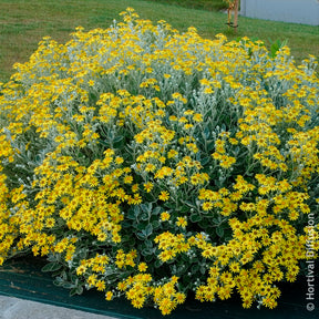 Arbustes à feuillage persistant - Séneçon Sunshine - Senecio greyi Sunshine