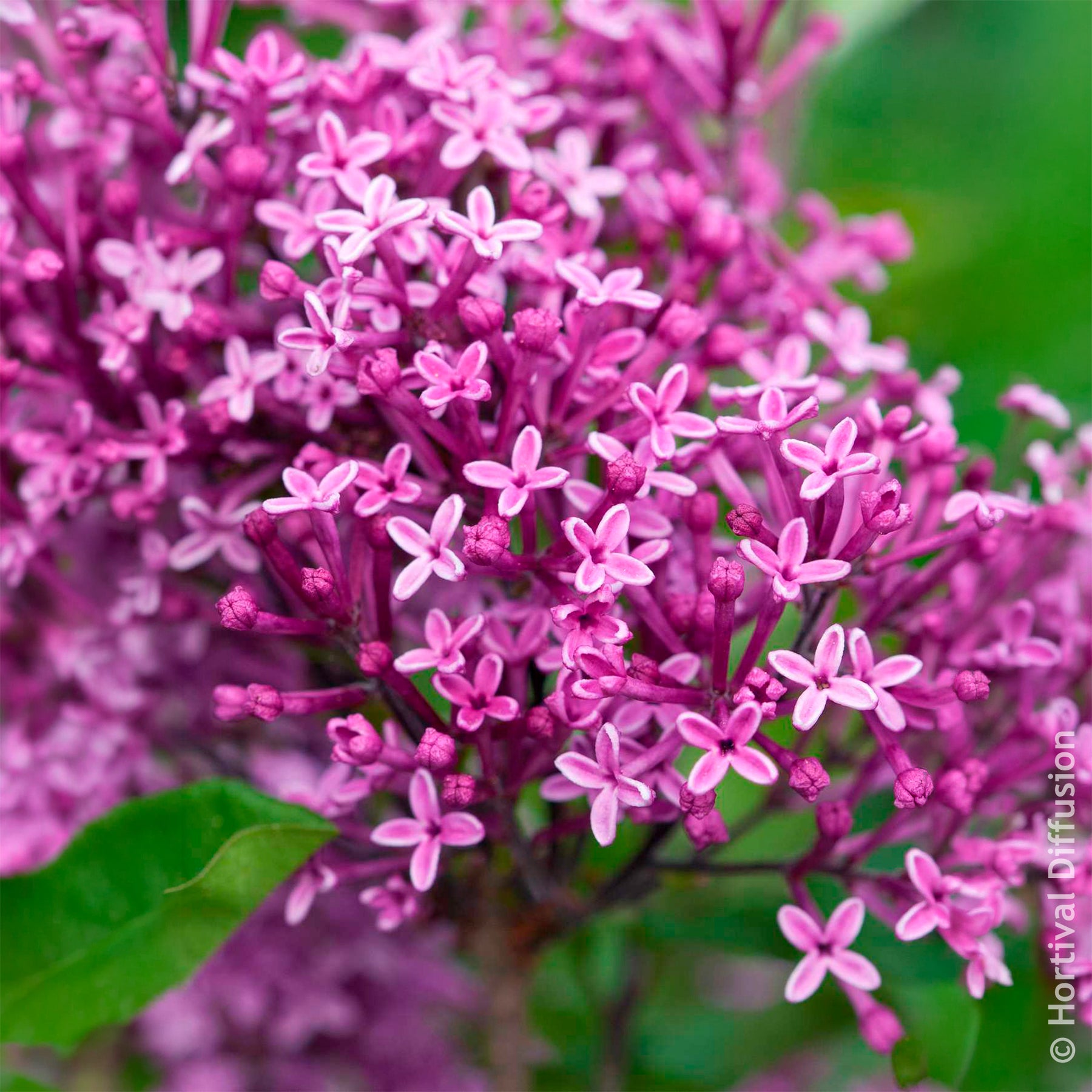 Vente Lilas nain Dark Purple - Syringa pubescens microphylla Bloomerang Dark Purple