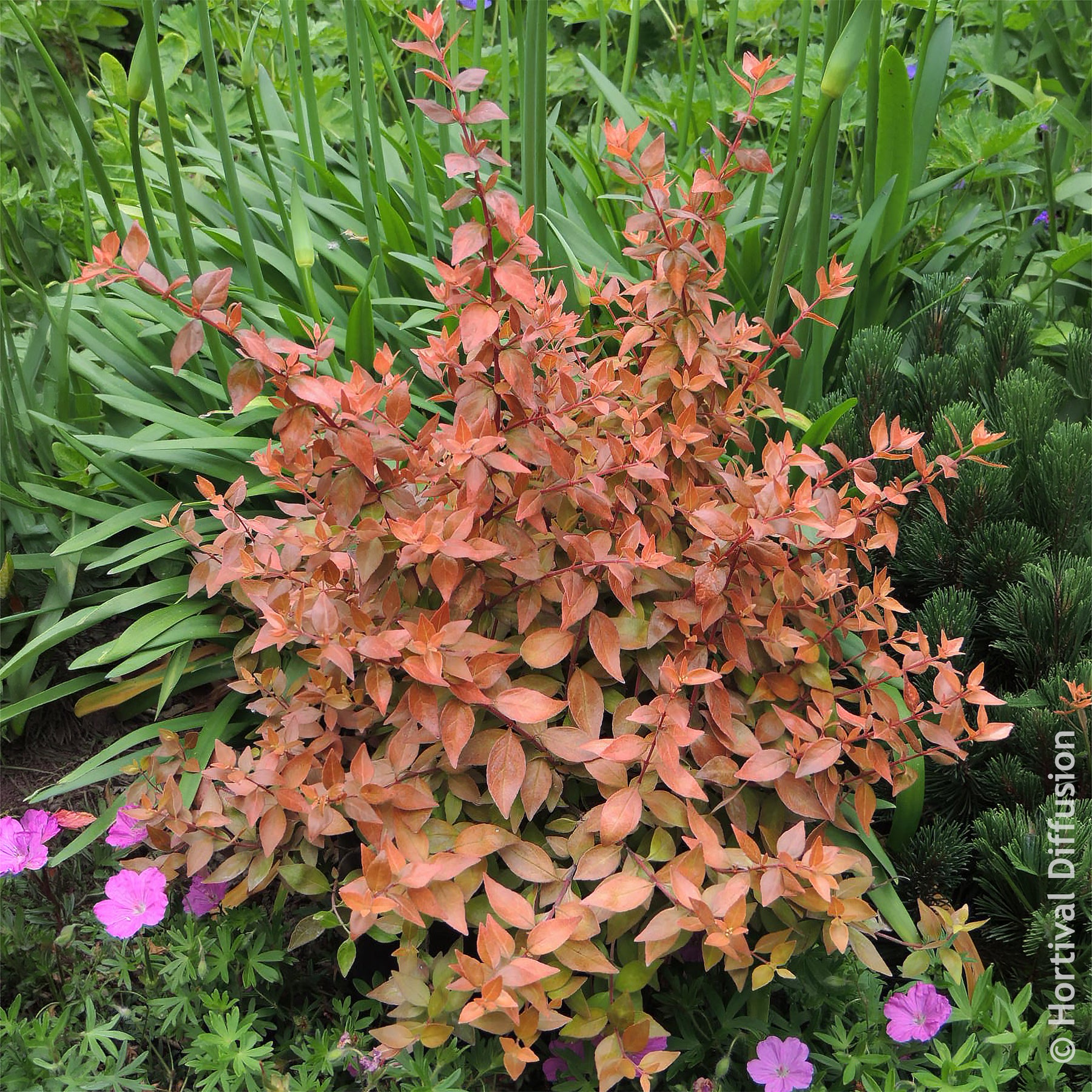 Abélia à grandes fleurs Caramel Charm - Willemse