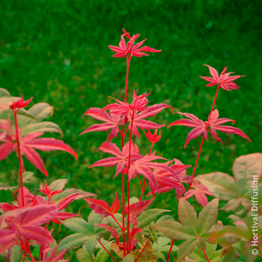 Erable du Japon - Érable du Japon Deshojo - Acer palmatum Deshojo
