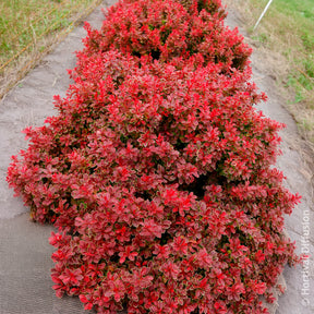 Épine-vinette Admiration - Berberis thunbergii Admiration - Willemse
