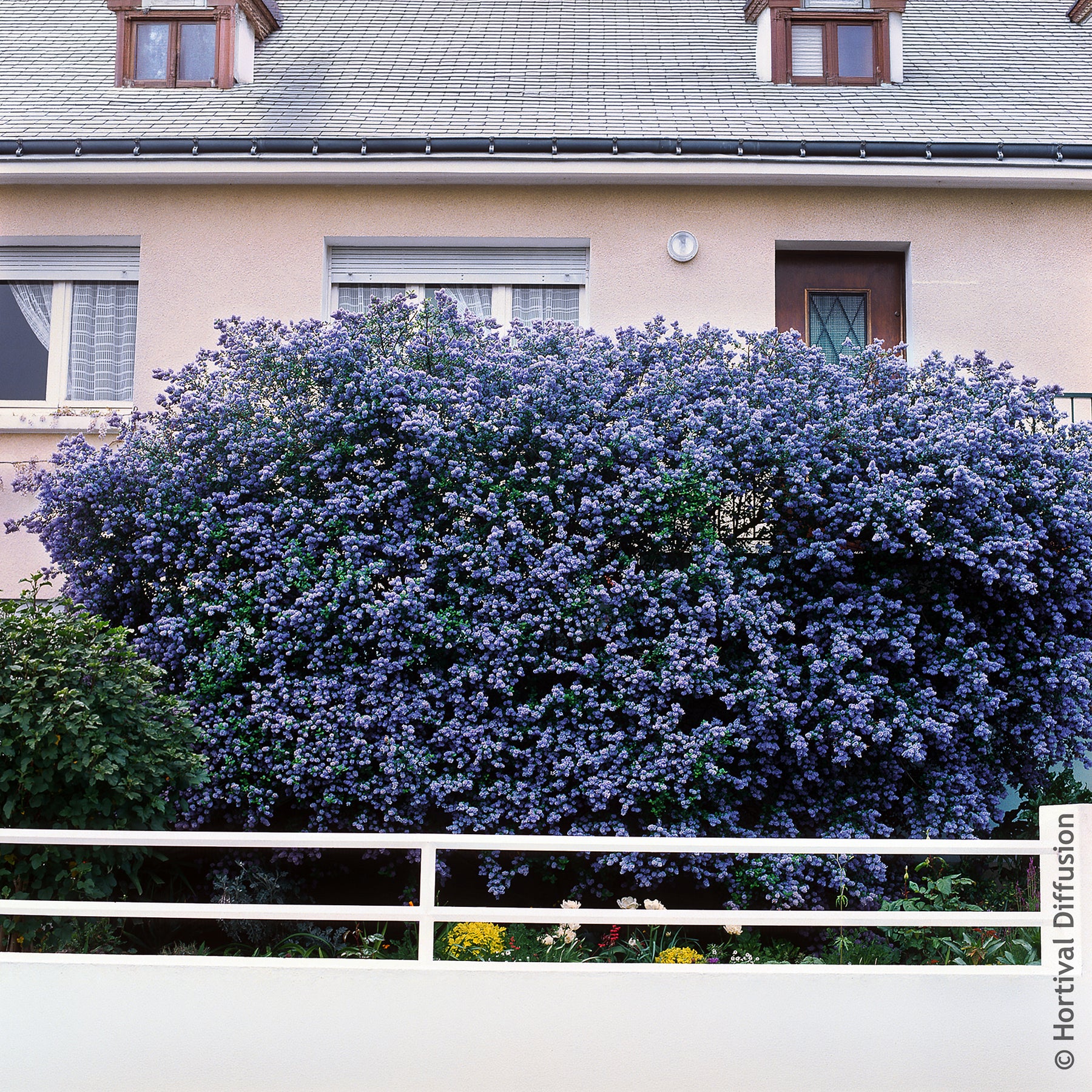 Céanothe Trewithen Blue - Ceanothus arboreus Trewithen Blue - Willemse