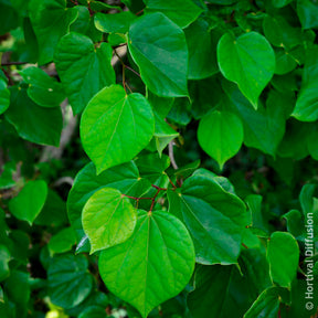 Cercis chinensis Avondale Pot - Arbre de Judée de Chine Avondale - Arbre de judée