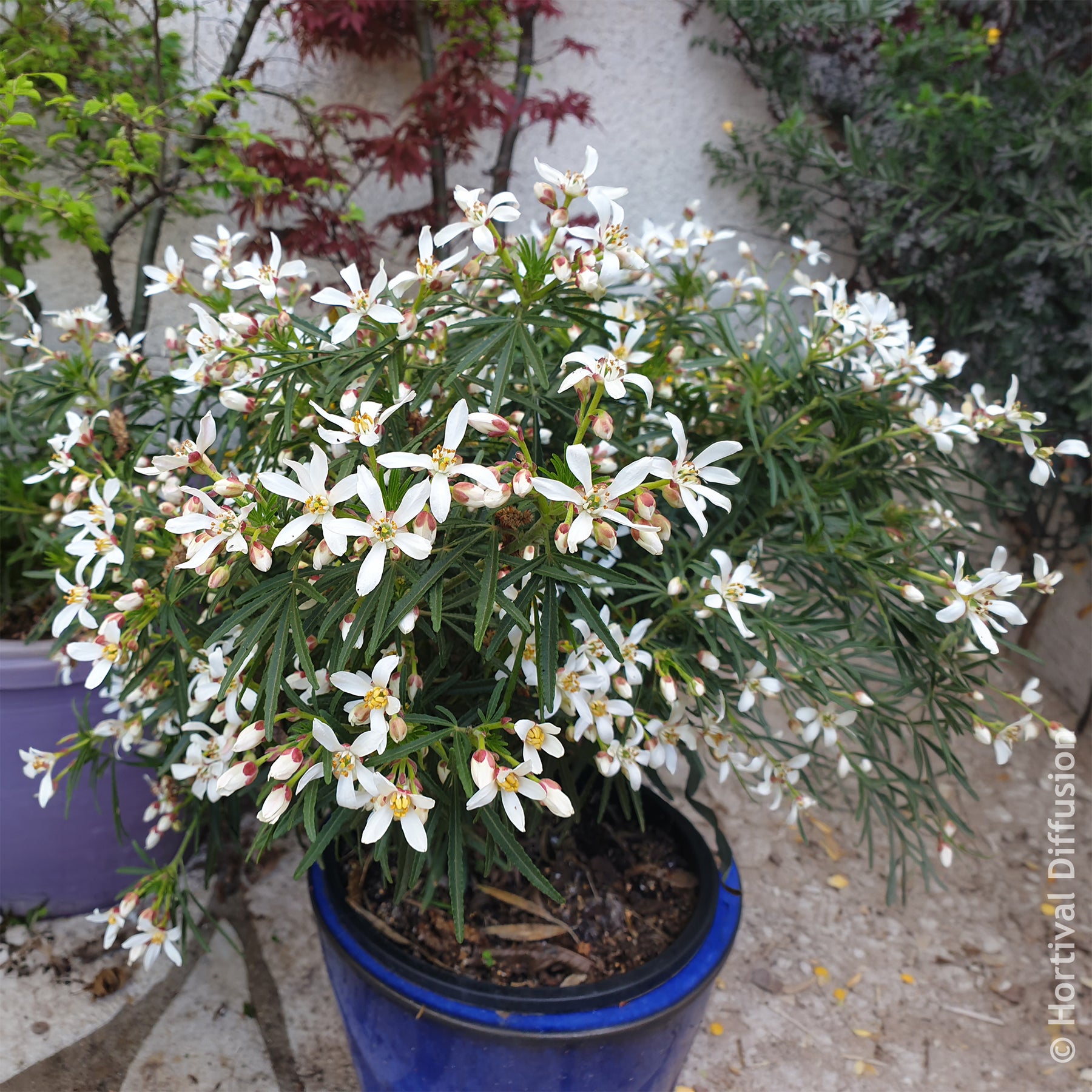 Oranger du Mexique Little Bee - Willemse