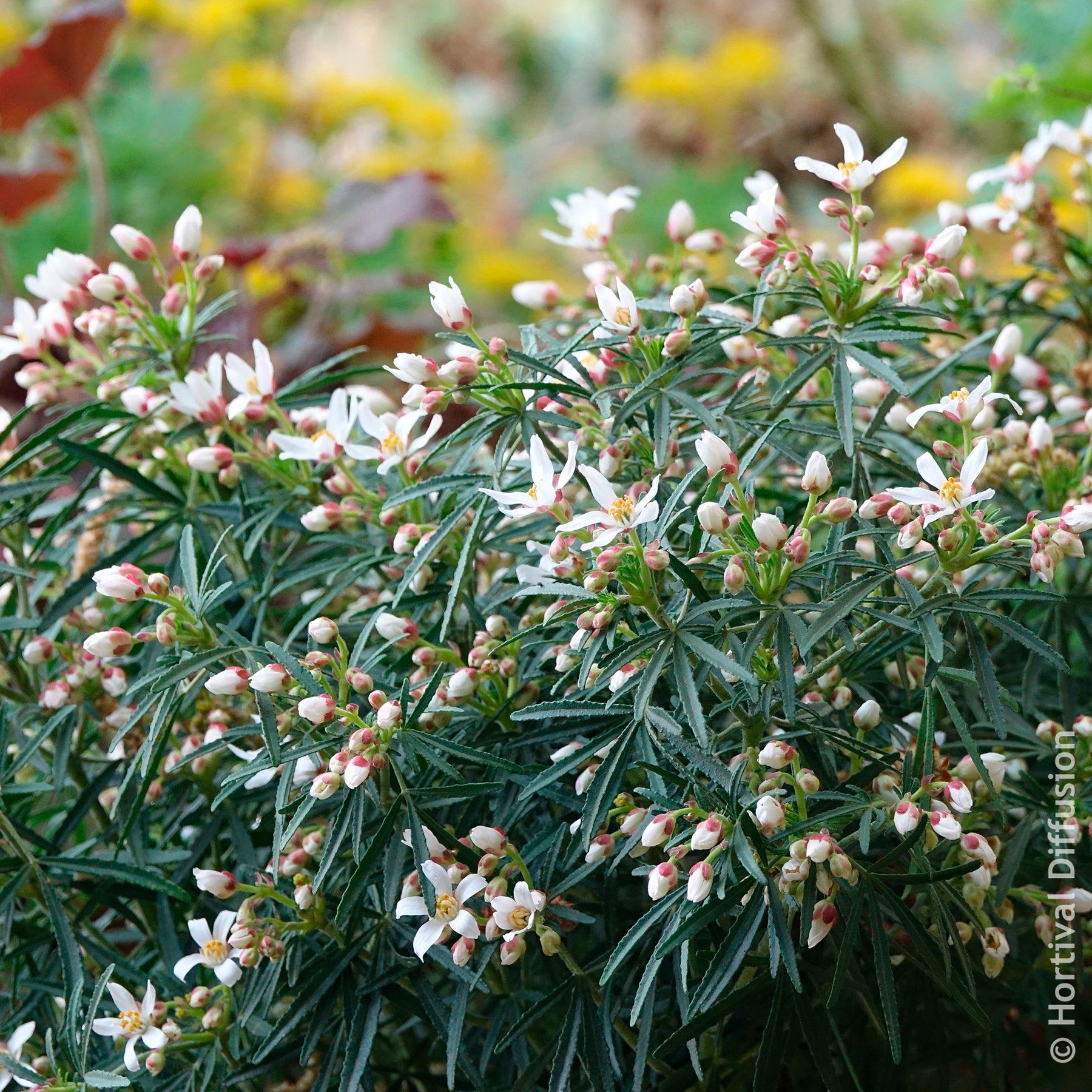 Oranger du Mexique Little Bee - Choisya dewitteana Little Bee - Willemse