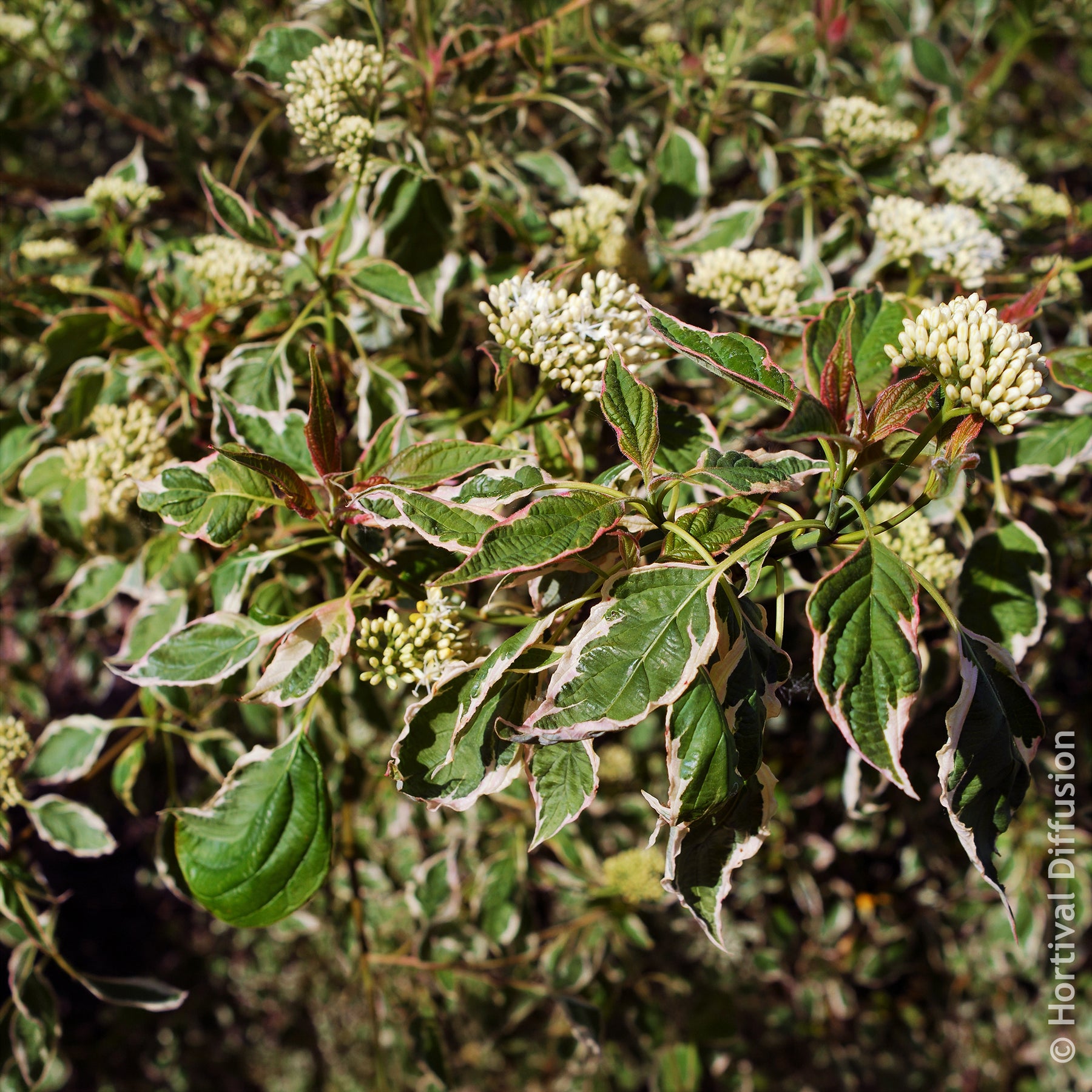 Cornus alternifolia Pinky Spot Pot - Cornouiller des pagodes Pinky Spot - Cornouillers