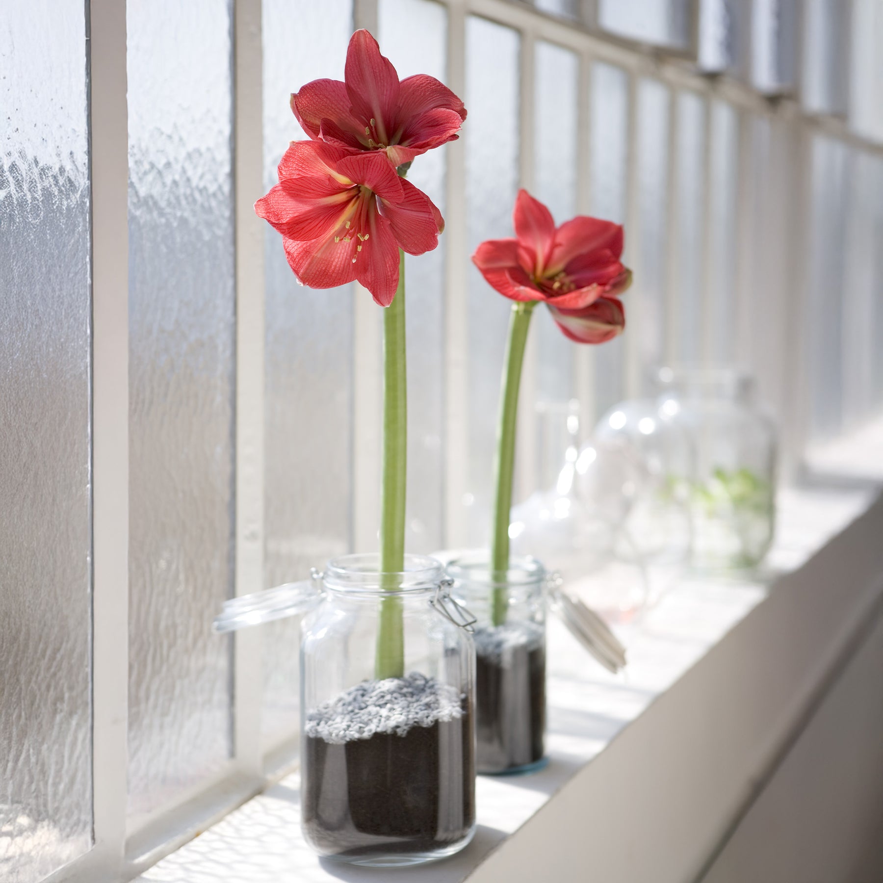 Wax Amaryllis  Gloss Gold - Amaryllis  Gloss Gold - Willemse