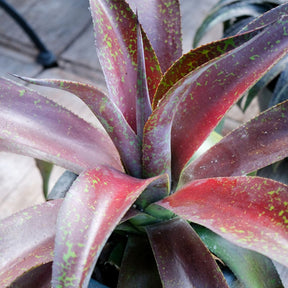 Agave - Mangave Mission to Mars ® - Agave manfredii Mission to Mars ® (Mangave)