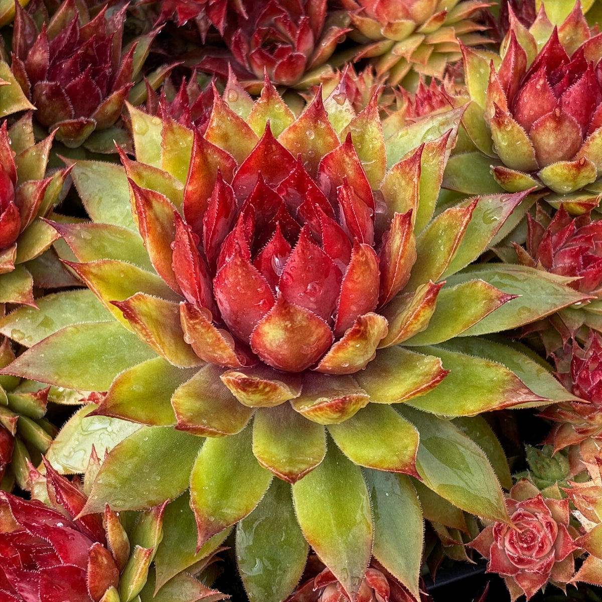 Joubarbe Chick Charms® Pineapple Paradise - Sempervivum - Willemse