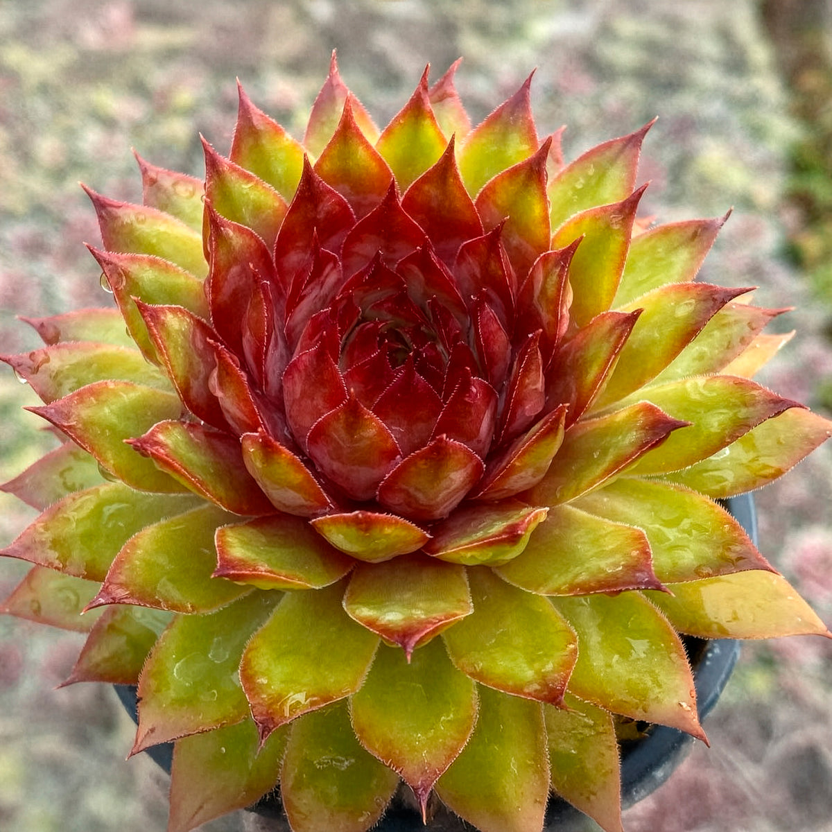 Joubarbe Chick Charms® Pineapple Paradise - Sempervivum - Sempervivum Chick Charms® Pineapple Paradise - Willemse