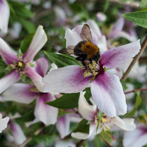 Seringats - Seringat nain Petite Perfume Pink ® - PHILADELPHUS coronarius Petite Perfume Pink ®