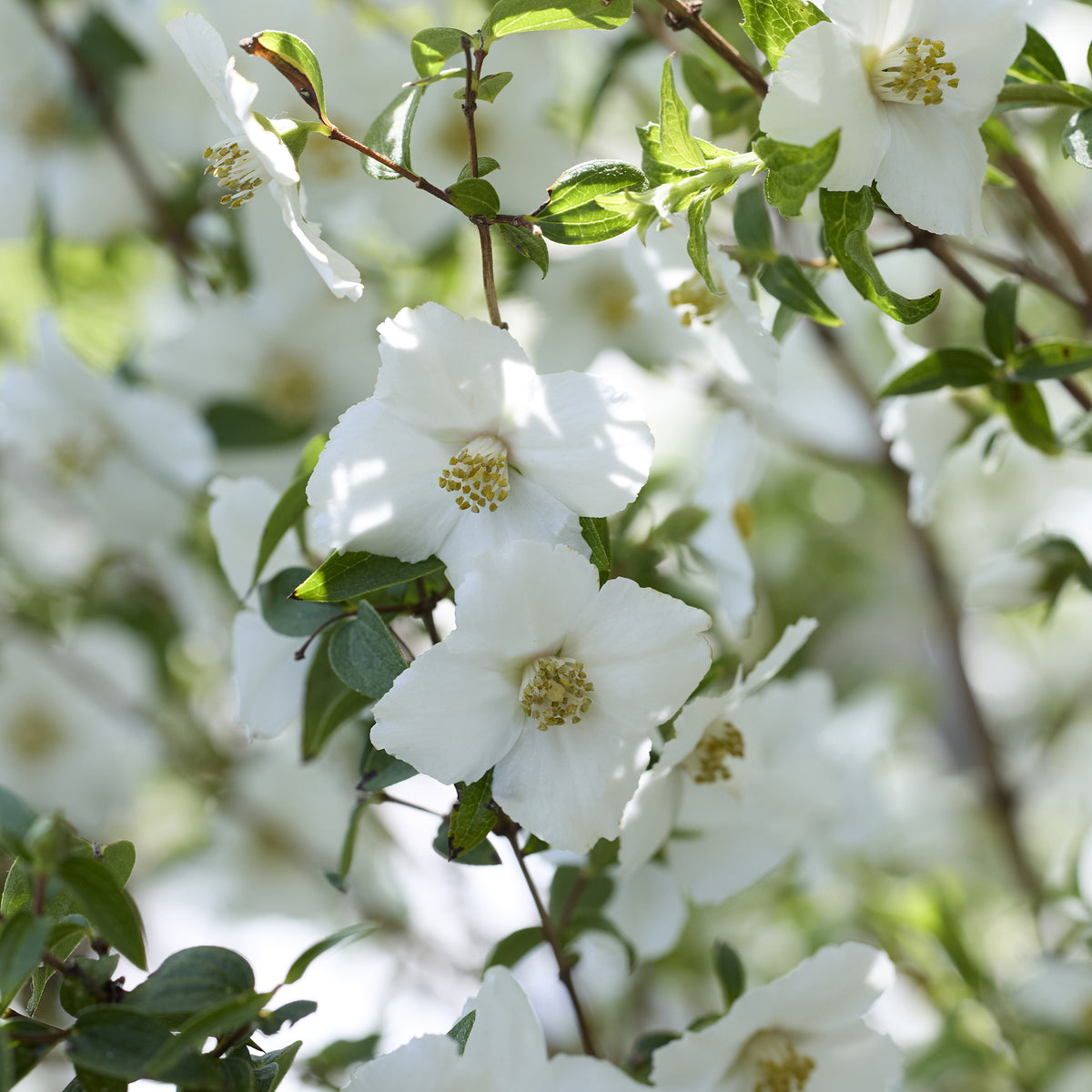 Seringat nain Petite Perfume White ® - Willemse