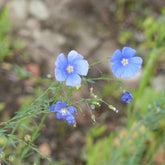 Lin vivace bleu - Willemse