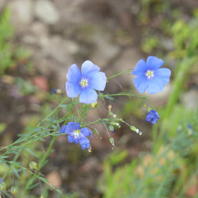 Lin vivace bleu - Willemse