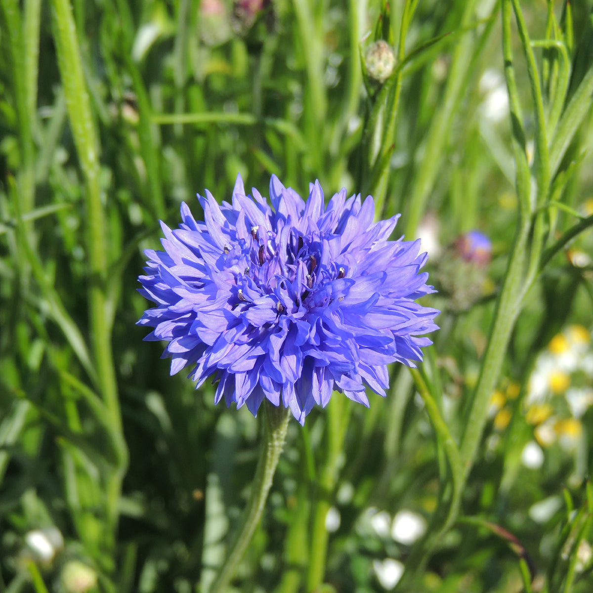 Bleuet champêtre Blue Boy - Willemse